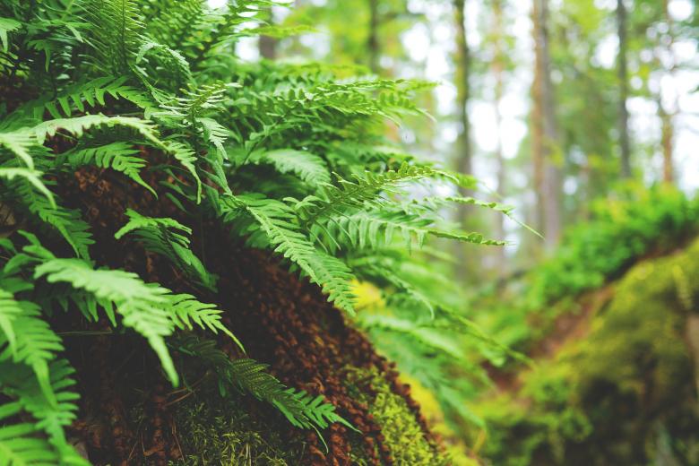 Free stock image of Wild Fern created by Pixabay