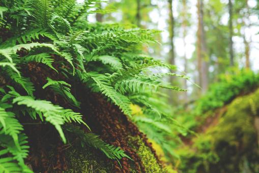 Free Stock Photo of Wild Fern