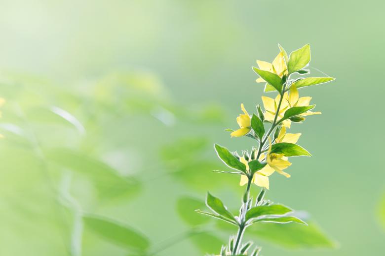 Free stock image of Flowers in the Garden created by Pixabay