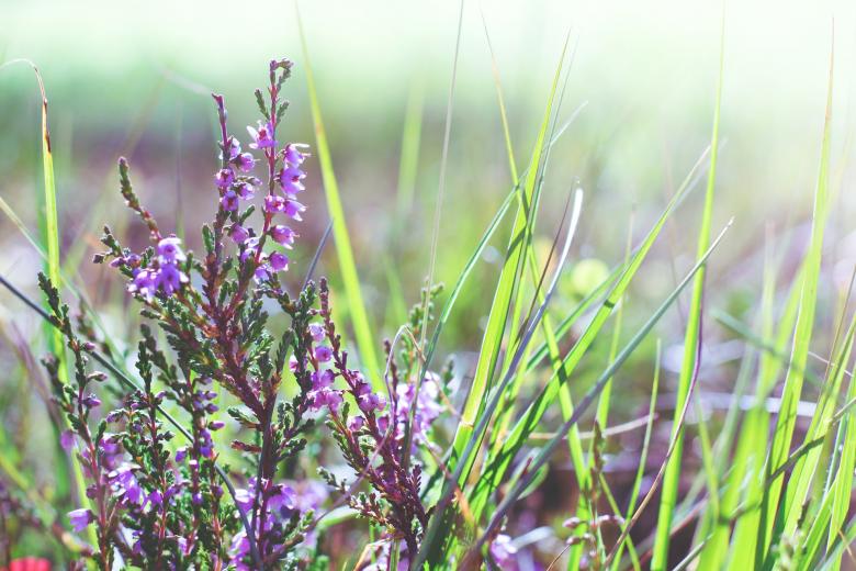 Free stock image of Wild Flowers created by Pixabay