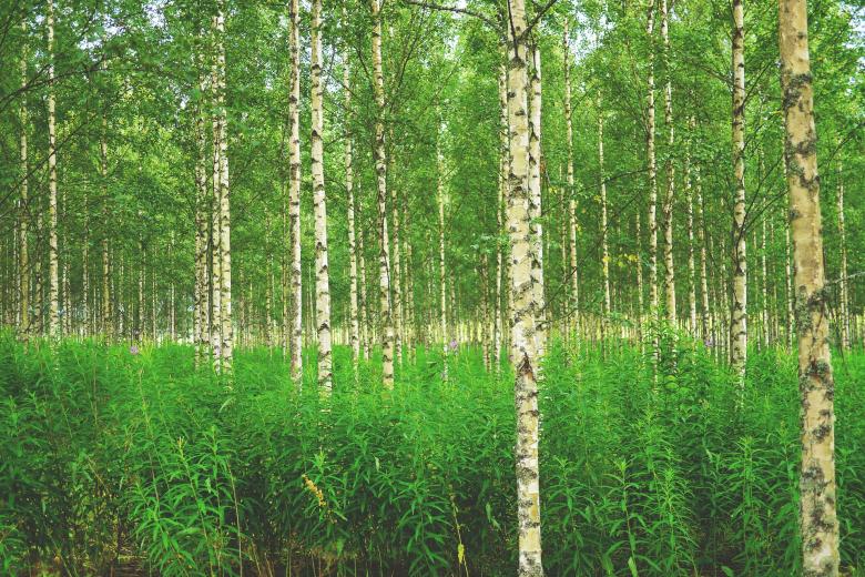 Free stock image of Forest View created by Pixabay