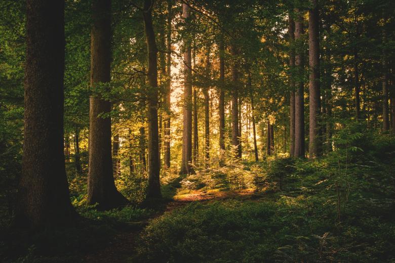 Free stock image of Wild Forest created by Pixabay