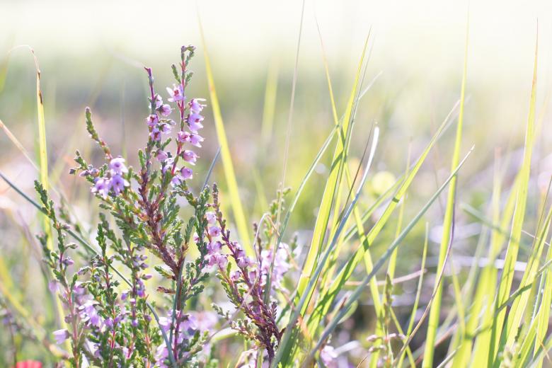 Free stock image of Heather Flower created by Pixabay