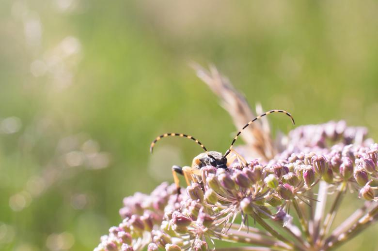Free stock image of Insect on the Flower created by Pixabay