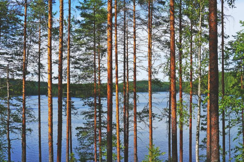 Free stock image of Lake From the Trees created by Pixabay