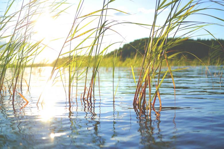 Free stock image of Wild Plants in the Lake created by Pixabay