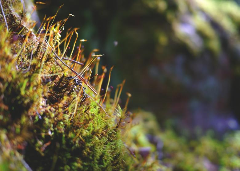 Free stock image of Wild Moss created by Pixabay