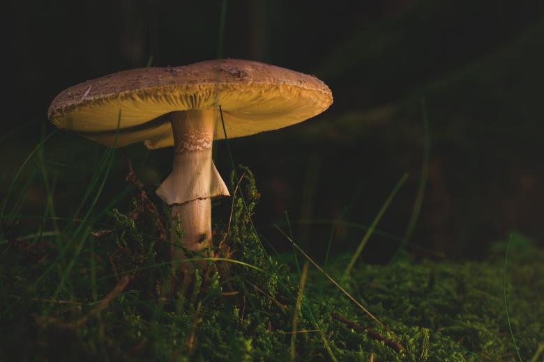 Free stock image of Mushroom in the Garden created by Pixabay