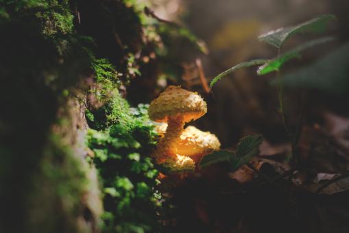 Free Stock Photo of Wild Mushrooms