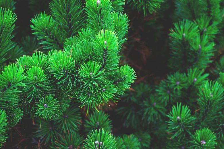 Free stock image of Pine Tree created by Pixabay