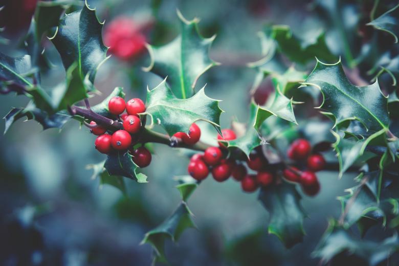 Free stock image of Poisonous Berry created by Pixabay