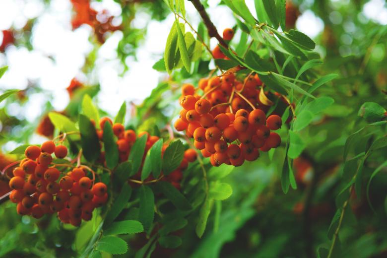 Free stock image of Wild Rowan created by Pixabay