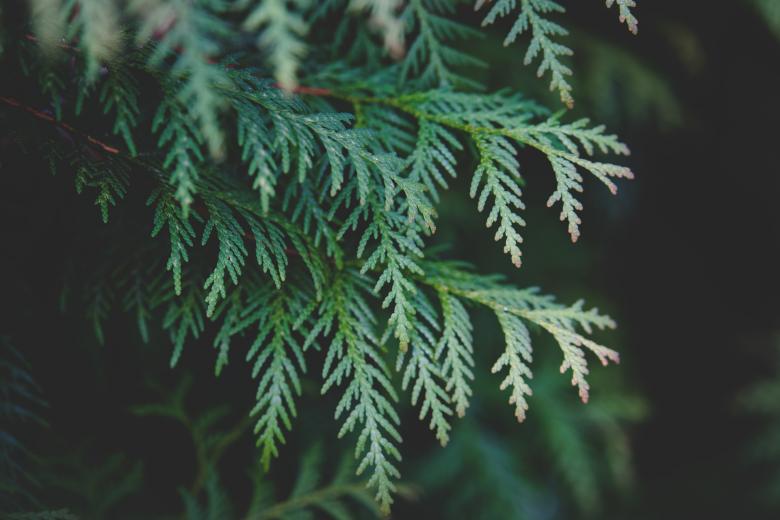 Free stock image of Thuja Tree created by Pixabay