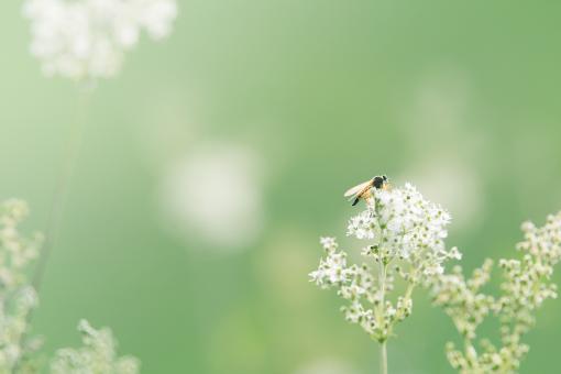 Free Stock Photo of Fly in the Garden