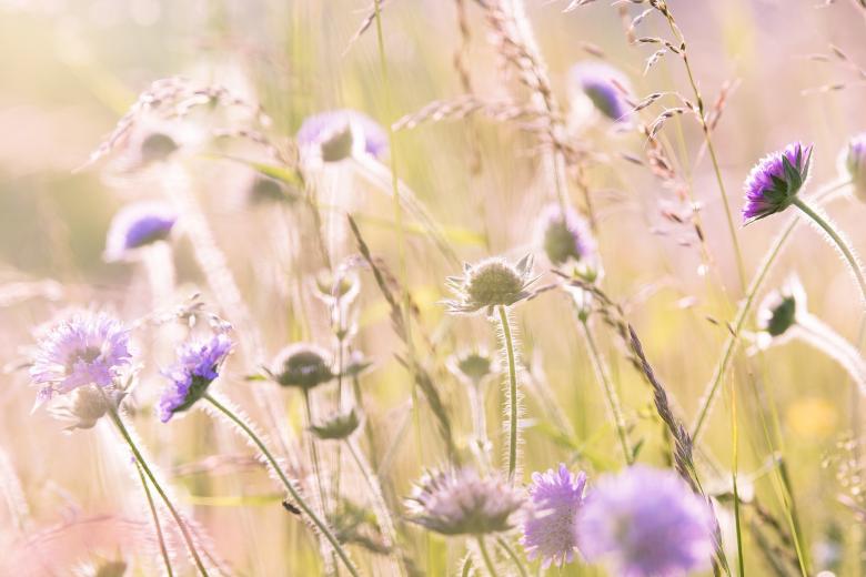 Free stock image of Wild Flowers created by Pixabay