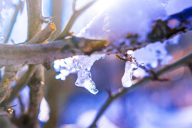 Free stock image of Frozen Tree created by Pixabay