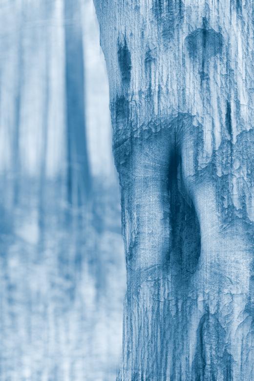 Free stock image of Forest Fright Fest created by Nicolas Raymond