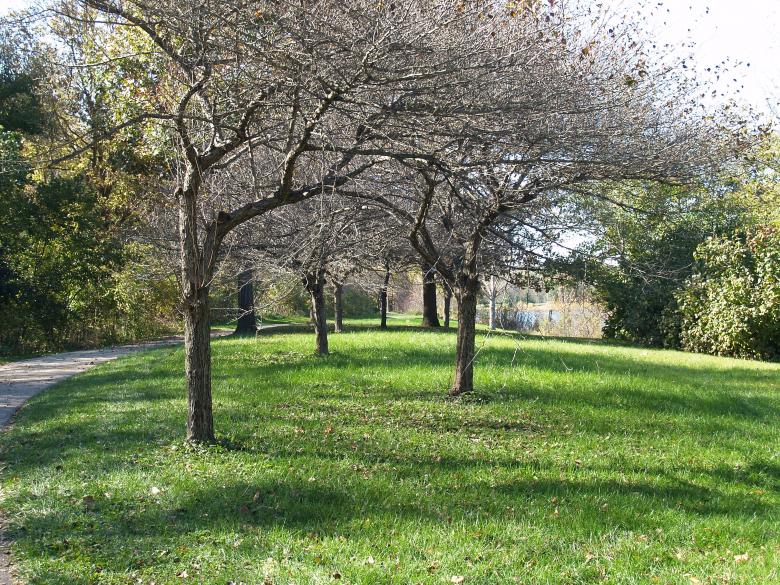 Free stock image of A Stroll in the Park created by Mario