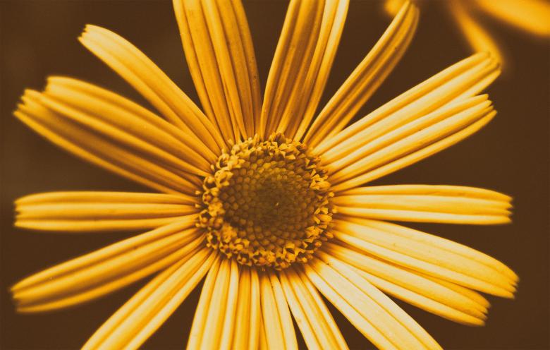 Free stock image of Yellow Flower Closeup created by Alen