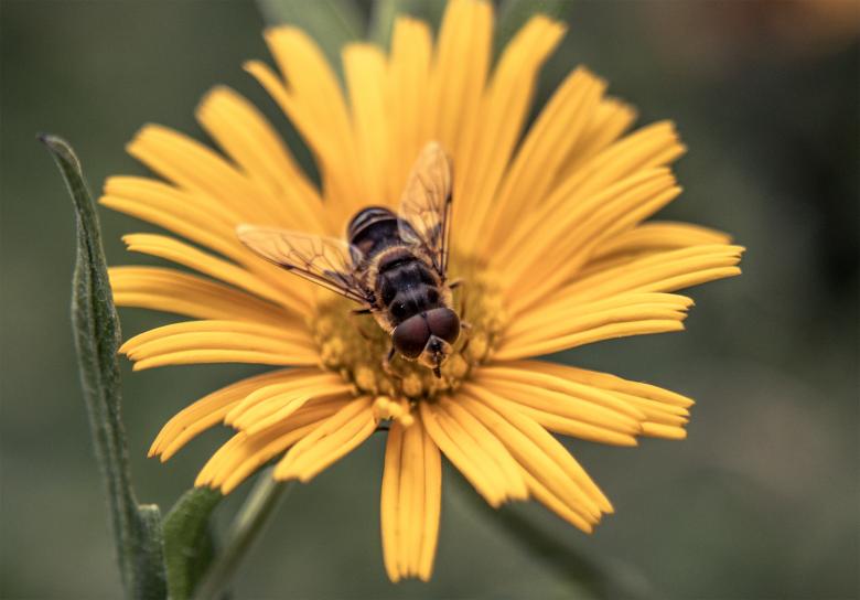 Free stock image of Bee on a flower created by Alen