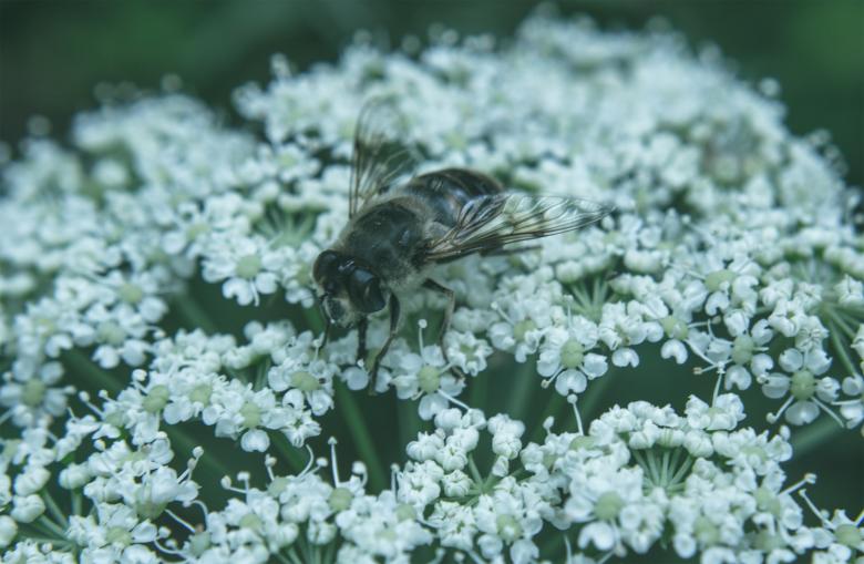 Free stock image of Bee on a white flower created by Alen