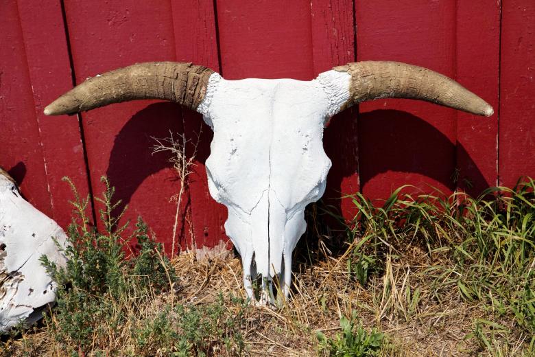 Free stock image of Bull Skull created by Pixabay