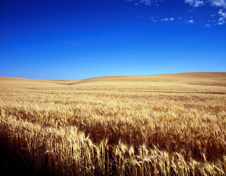 Free stock image of Corn Field created by Pixabay