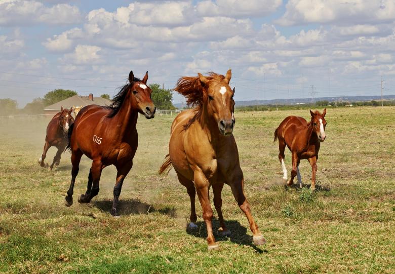 Free stock image of Horse Farm created by Pixabay