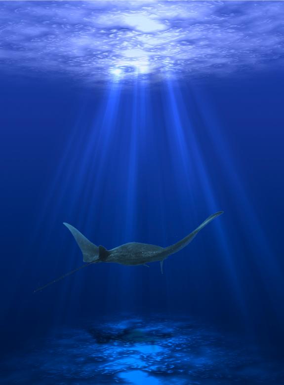 Free stock image of Stingray created by Pixabay