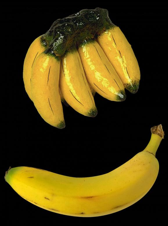 Free stock image of Bananas in the Kitchen created by Pixabay