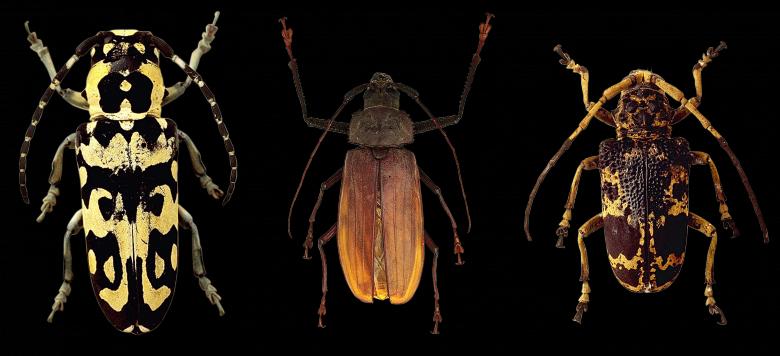 Free stock image of Beetle Closeup created by Pixabay