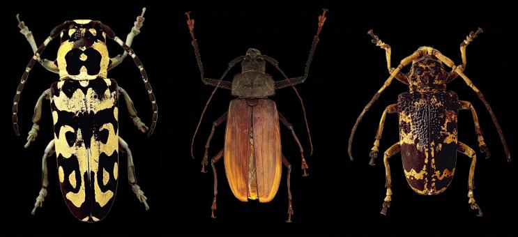Free Stock Photo of Beetle Closeup