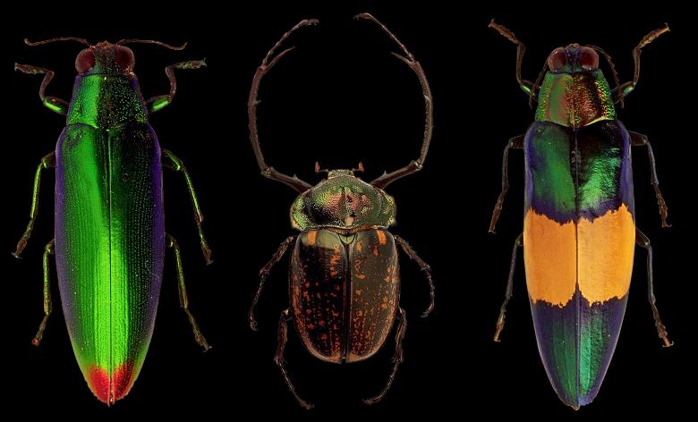 Free stock image of Beetle Closeup created by Pixabay