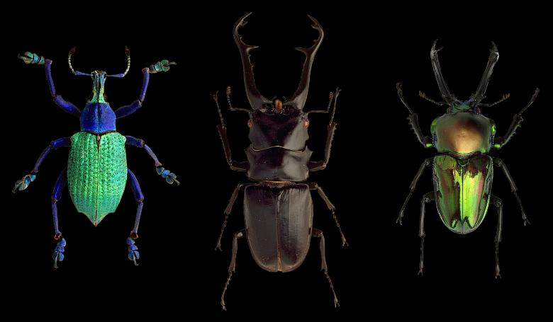Free stock image of Three Beetles created by Pixabay