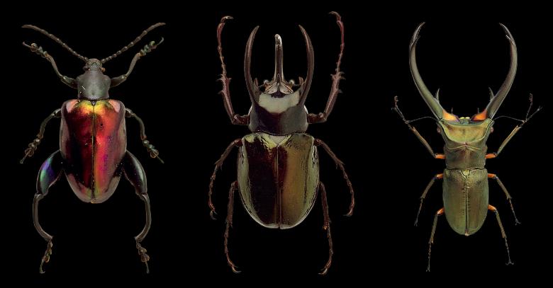 Free stock image of Beetle Closeup created by Pixabay