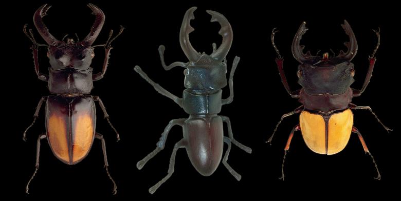 Free stock image of Wild Beetles created by Pixabay