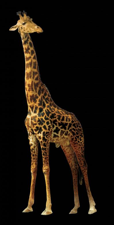 Free stock image of Giraffe in the Zoo created by Pixabay