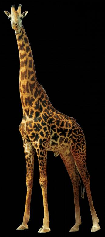 Free stock image of Wild Giraffe created by Pixabay