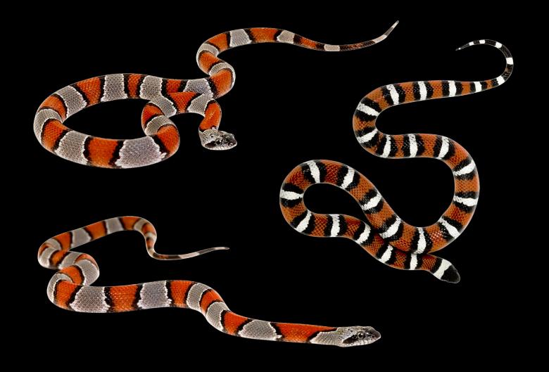 Free stock image of Wild Snakes created by Pixabay
