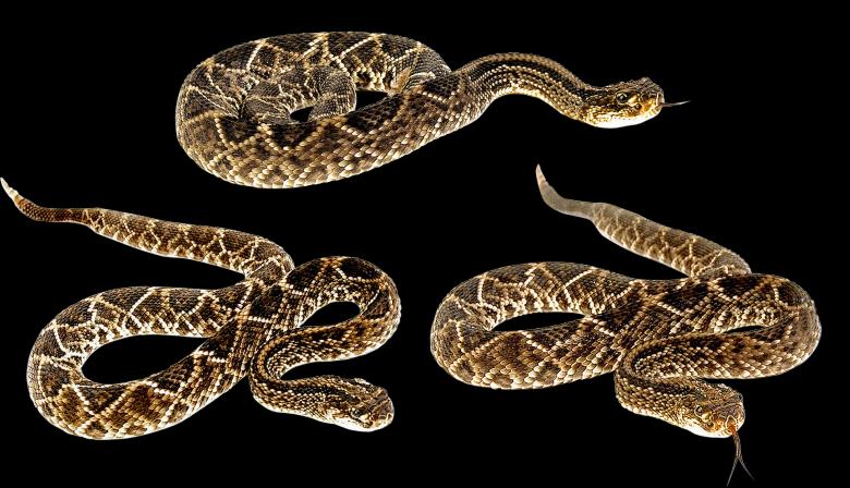 Free stock image of Rattle Snake created by Pixabay