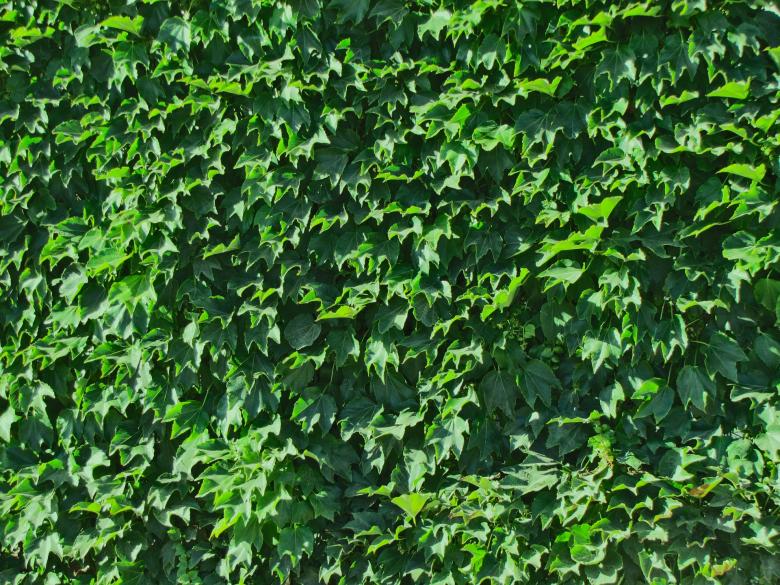 Free stock image of Fresh Foliage created by Pixabay