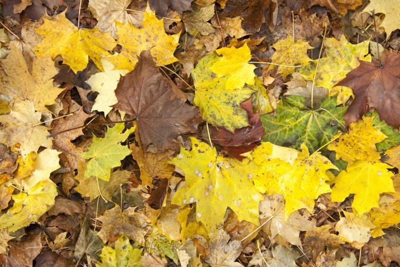 Free stock image of Autumn Photography created by Pixabay