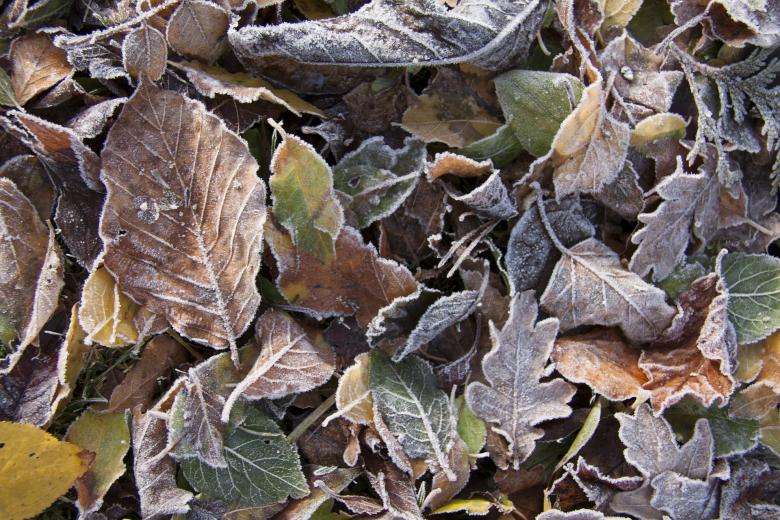 Free stock image of Fall Foliage created by Pixabay