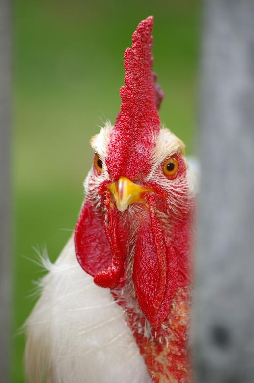Free stock image of Hahn Closeup created by Pixabay