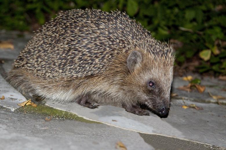 Free stock image of Hedgehog Closeup created by Pixabay