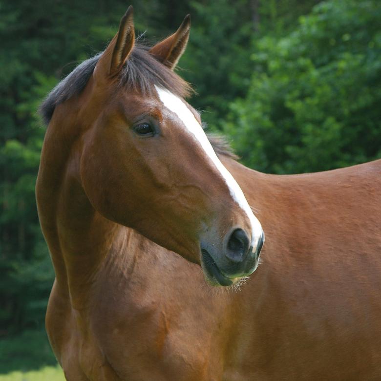 Free stock image of Horse in the Stable created by Pixabay