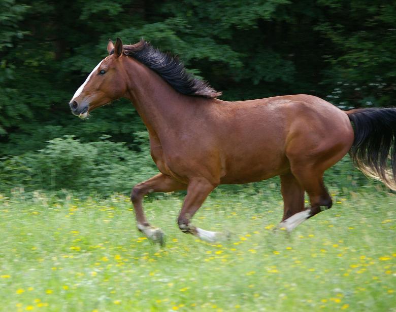 Free stock image of Wild Horse created by Pixabay