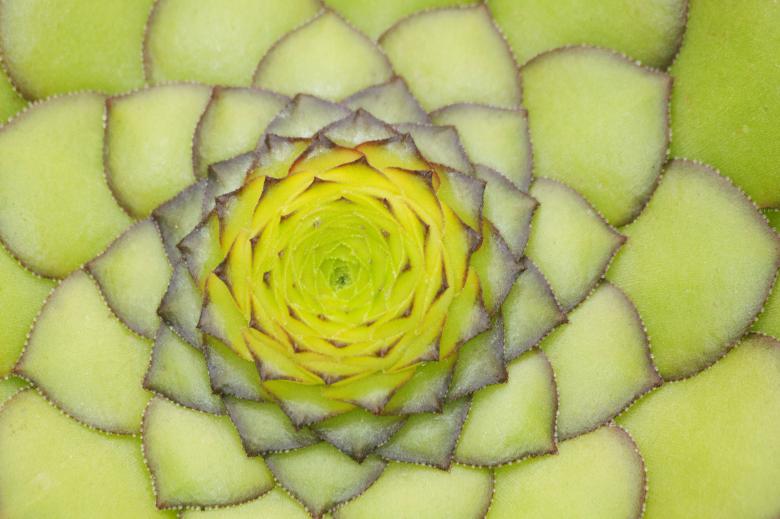 Free stock image of Macro Houseleek created by Pixabay