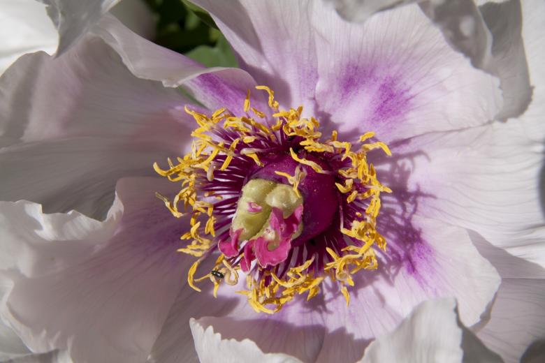 Free stock image of Fresh Peony created by Pixabay