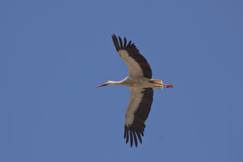 Free stock image of Flying Stork created by Pixabay